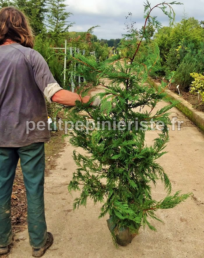 Vente de cyprès pour la haie